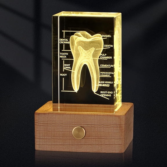 3D Crystal Human Tooth Model, Black Gift Packaging, Wood Base with Yellow Light, Transparent Glass, Great Gift for Home and Office Decoration (2x2x3.15 inch)