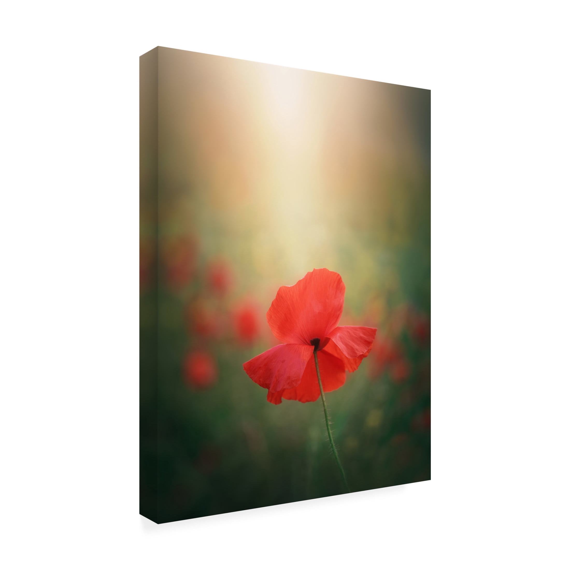 Trademark Fine Art joanaduenas Light and colors 3 7R41568 Canvas Wall Art