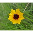 thumbnail image 3 of Plains Coreopsis Seeds/ Annual/ Full Sun/22,500 Seeds 1/4 oz/ Zellajake Farm and Garden- B265, 3 of 5