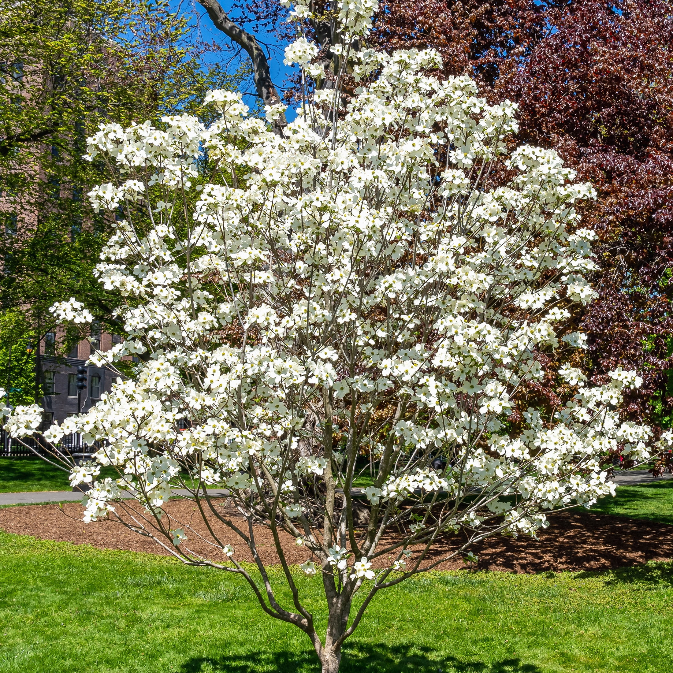 Expert Gardener 1.5-2 ft tall Appalachian Spring Dogwood Live Tree in 3-Gallon Grower Pot