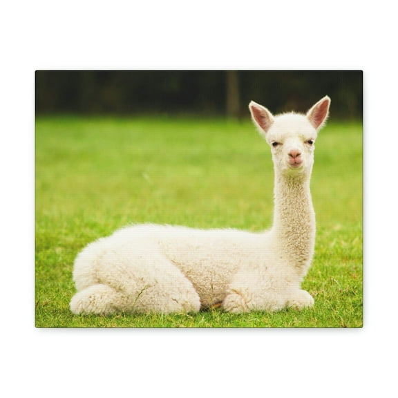 Majestic Alpaca Art Majestic Alpaca Print Animal Wall Art Wildlife Canvas Prints Wall Art Ready to Hang Unframed