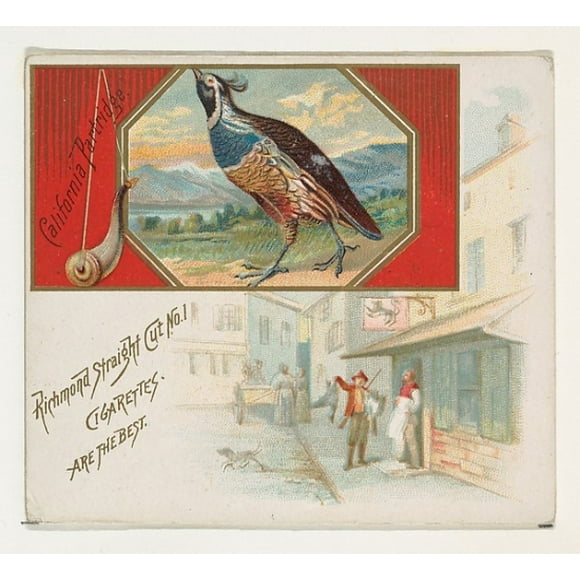 California Partridge, from the Game Birds series (N40) for Allen & Ginter Cigarettes Poster Print (18 x 24)