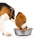 thumbnail image 4 of Cuencos de acero inoxidable para perros | Diseño de base de goma antideslizante | Cuencos ideales para comida y agua, 4 of 5