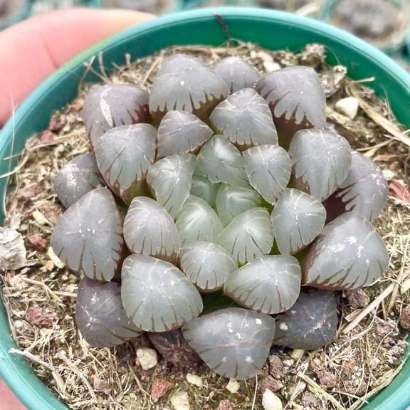 Rare Haworthia Cooperi OB1 Succulent - Unique and Stunning
