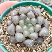 Rare Haworthia Cooperi OB1 Succulent - Unique and Stunning