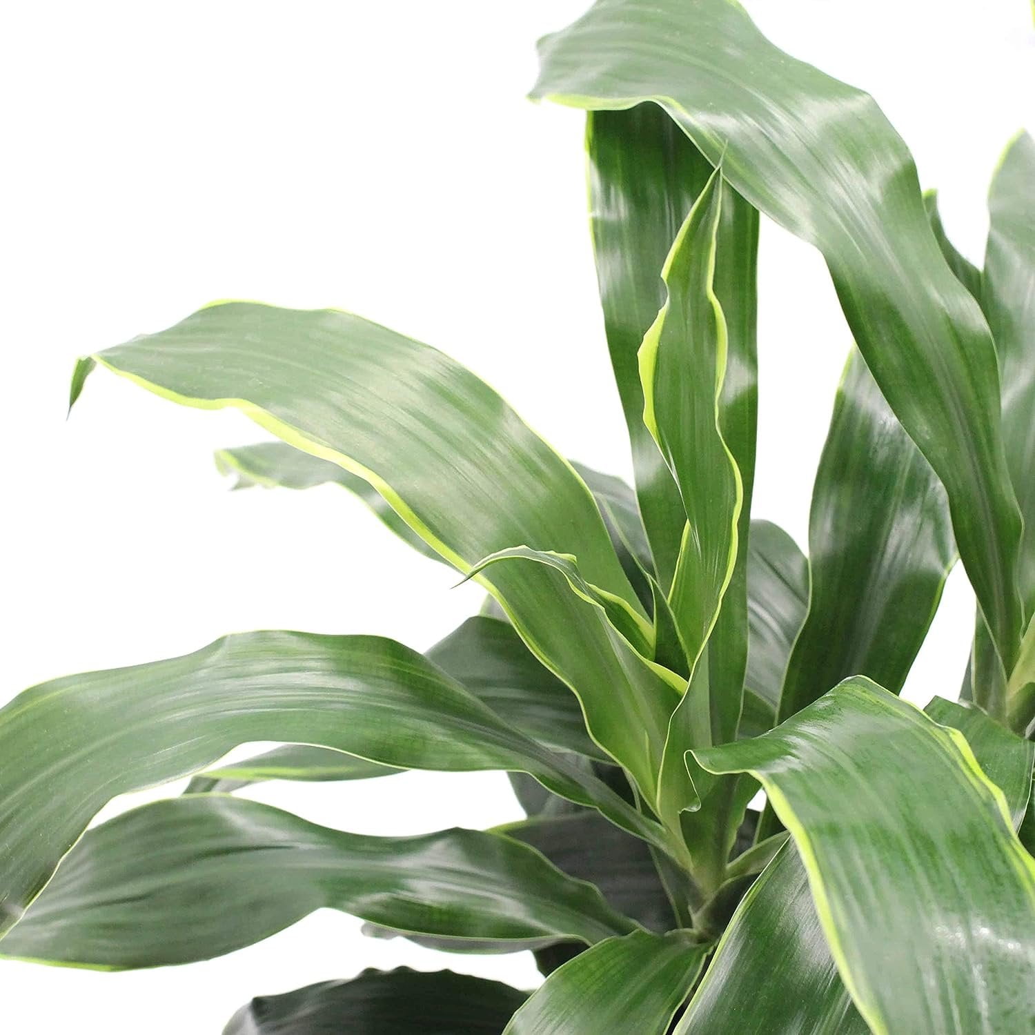 elefantenohr groß kaufen Künstliche Pflanze - Alocasia Frydek - Elefantenohr main image 1