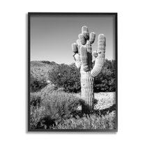 Stupell Indtries Thick Desert Cact Black White Photography Canyon Landscape,11 x 14,Design by Bill Carson Photography