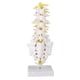 thumbnail image 2 of Modelo De Columna Vertebral Fácil De Demostrar Robusto Conveniente para Almacenar Modelo Educativo Lumbar con Espacio para Tornillos De Fijación para El Hogar ANGGREK Otros, 2 of 8