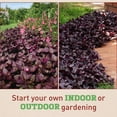 thumbnail image 3 of Harris Seeds Alternanthera Purple Prince, Ruby Burgundy Foliage, 25 Count, 3 of 7