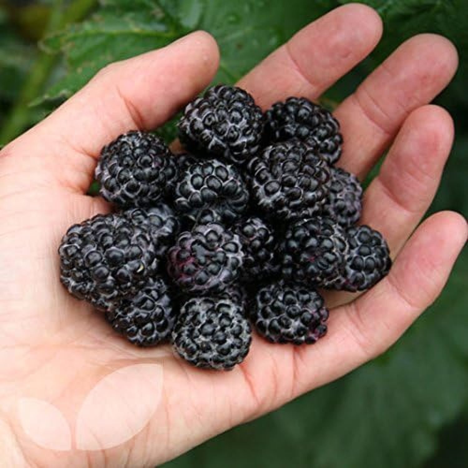 1 Jewel Black Raspberry Plant Everbearing All Natural Grown