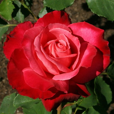 Heirloom Roses - Mon Cheri™ Hybrid Tea Rose Bush