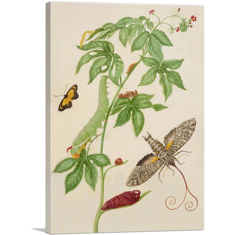 ARTCANVAS Cotton-Leaf Physicnut With Giant Sphinx Moth 1702 Canvas Art ...