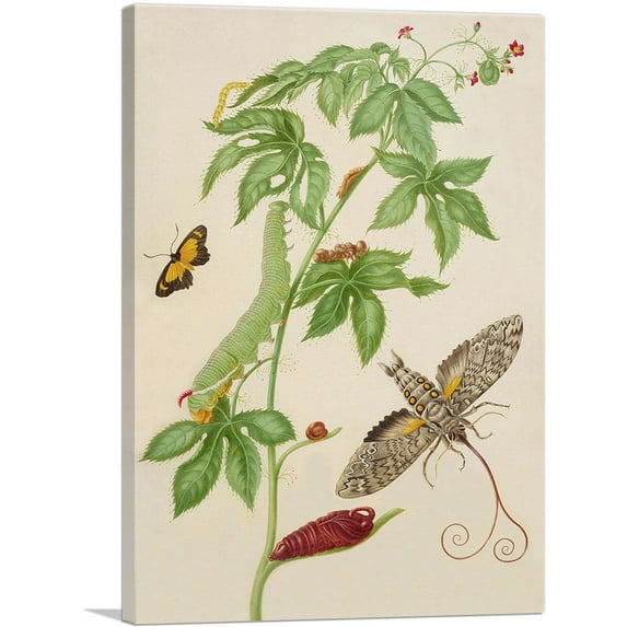 ARTCANVAS Cotton-Leaf Physicnut With Giant Sphinx Moth 1702 Canvas Art Print by Maria Sibylla Merian - Size: 18" x 12" (0.75" Deep)