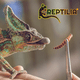 thumbnail image 3 of Snack Larva de Mosca Soldado Reptilia con Gran Contenido de Proteína para Reptiles FL4070, 3 of 3