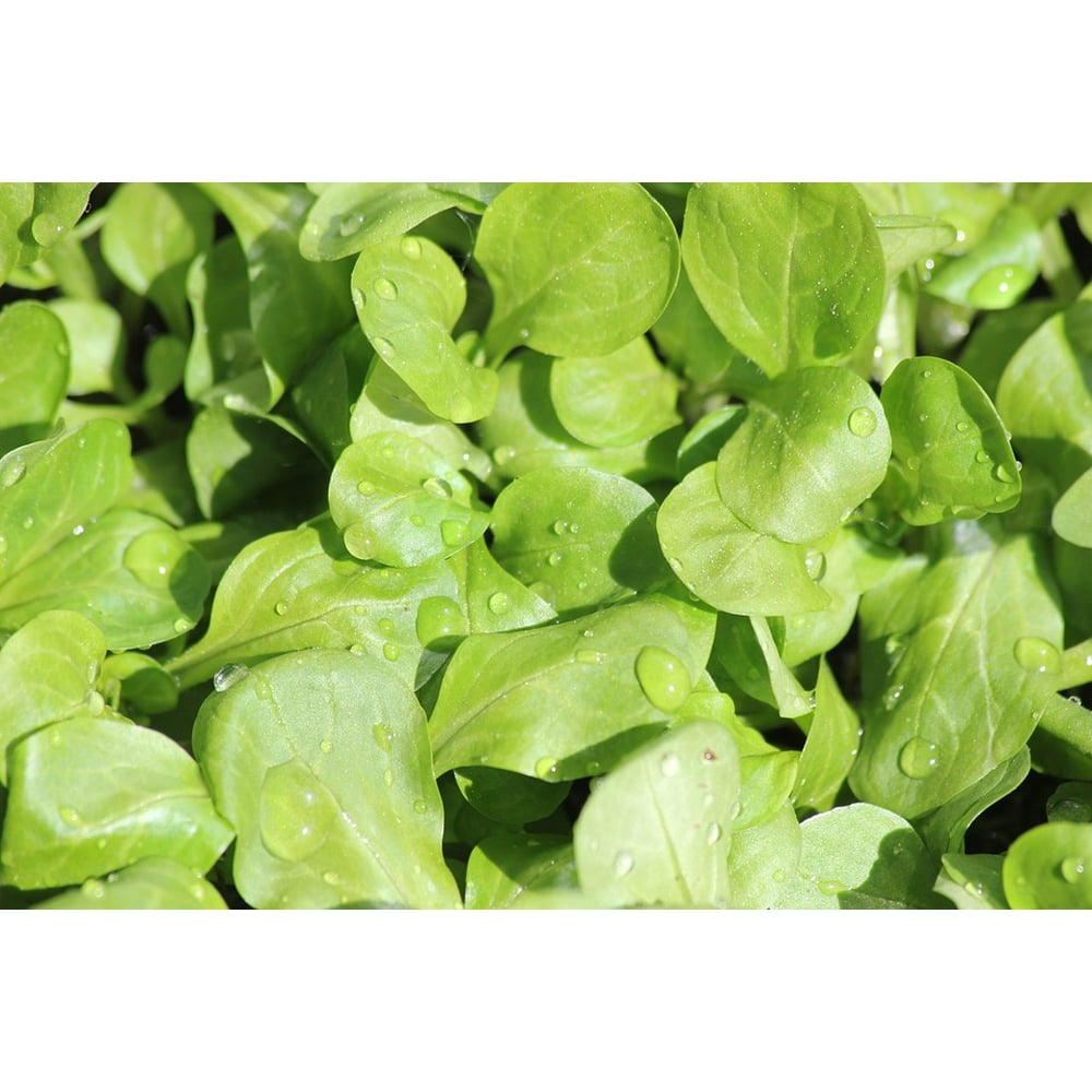 Salad Fresh Food ÃƒÆ’Ã¢â‚¬Â¦Ãƒâ€šÃ‚Â¡alÃƒÆ’Ã†â€™Ãƒâ€šÃ‚Â¡t Tickets