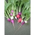 thumbnail image 4 of 300 PURPLE PLUM RADISH Raphanus Sativus White Flesh Root Vegetable Seeds, 4 of 4