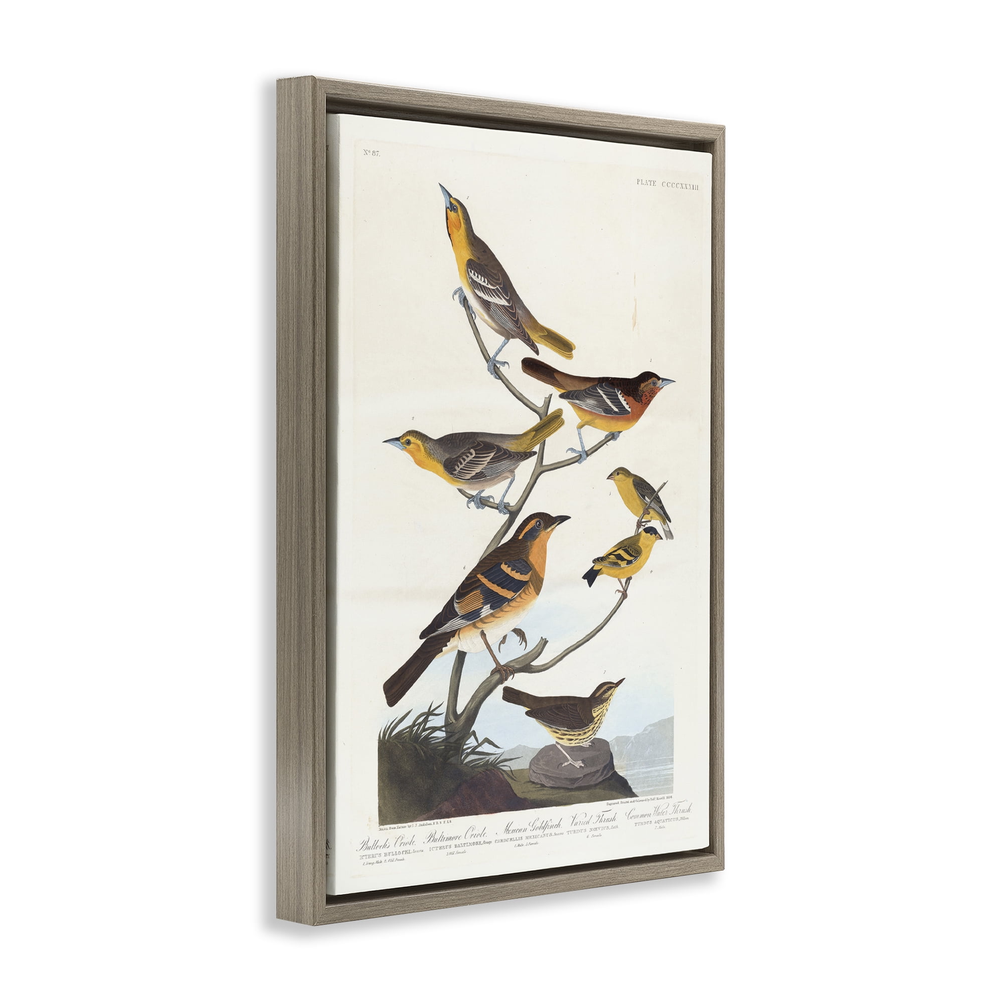 Stupell Industries Classic Bullock's Oriole Study Animals Painting Brown Floater Framed Canvas Art Print Wall Art, 17 x 25