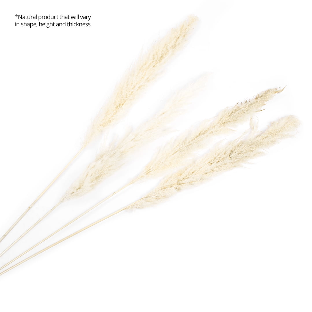 Koyal Wholesale Tall Natural Dried Pampas Grass, Natural White Color, 51-55 Inches, Bulk 24 Pcs Extra Large Real Pampas