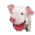 thumbnail image 3 of White Ladder 24x20 Black Modern Framed Museum Art Print Titled - Hamlet the Pig, 3 of 5