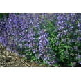 thumbnail image 5 of RedCrocus Junior Walker' Catmint Nepeta x faassenii- Aromatic Perennial, Pollinator Friendly, Drought Tolerant, Garden Border, Container Plant 2 Gallon, 5 of 18