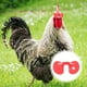 thumbnail image 5 of 150 Uds gafas de gallina gallo Anti mirones de lucha anteojeras de aves de corral gafas de plástico para pollo, 5 of 5
