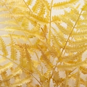 Better Homes & Gardens 33H Artificial Indoor Dried White Fern Stem