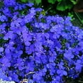 100 Creeping Thyme Seeds Rock Cress Breckland Wild Creeping Elfin Thyme