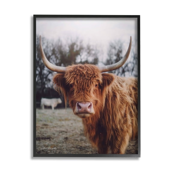 Stupell Industries Highland Cattle Cow Gazing Warm Sunny Portrait Photograph Black Framed Art Print Wall Art, Design by Dakota Diener