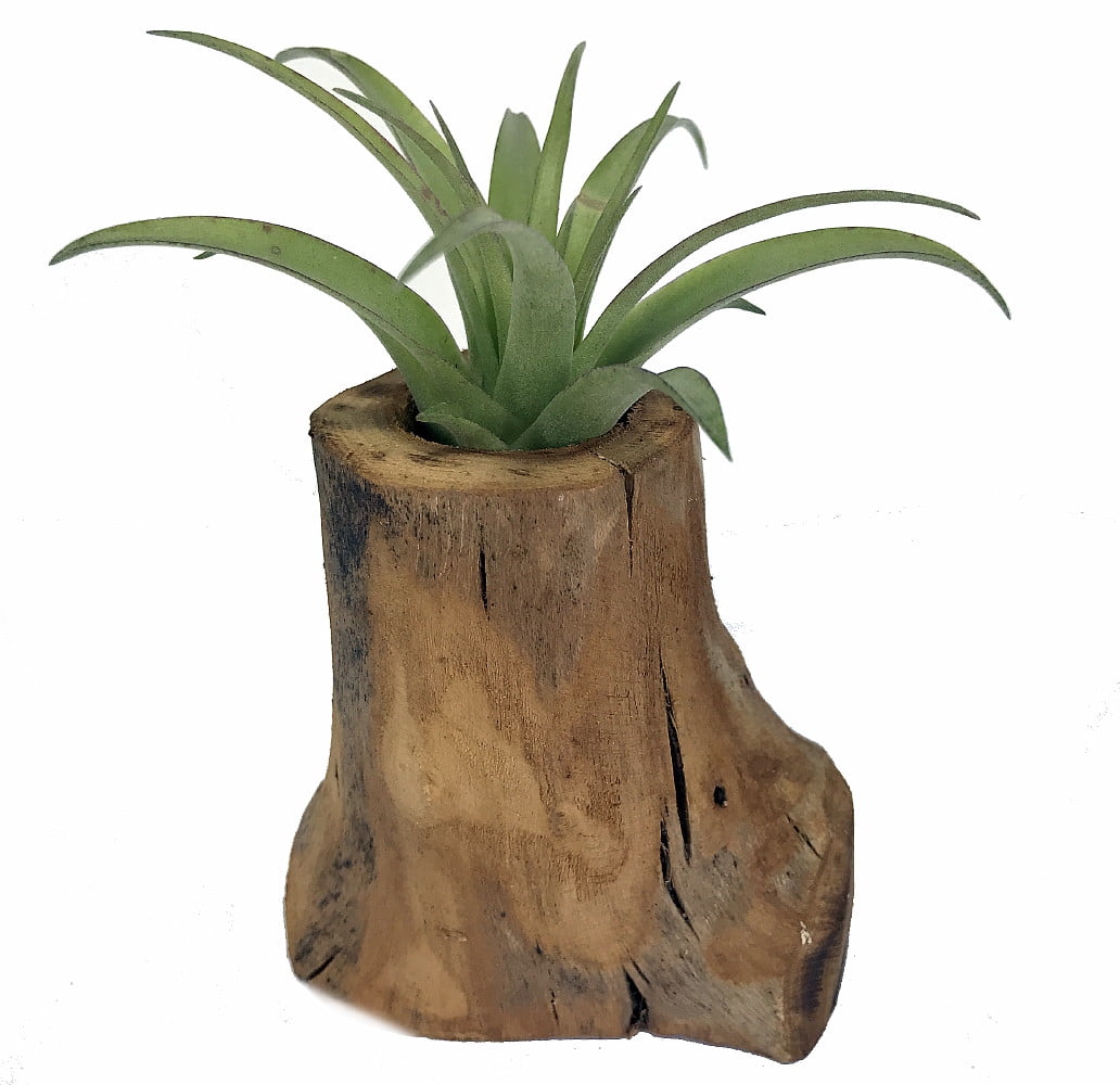 Tree of Life with Living Air Plant 3.5" x 3.5" x 5