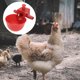 thumbnail image 5 of 15 bebederos automáticos para cría de aves de corral, con flujo ajustable, para uso doméstico, para palomas y pollos (rojo), 5 of 6