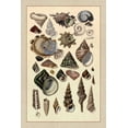 thumbnail image 2 of Sowerby, G.B. 23x32 Gold Ornate Wood Framed with Double Matting Museum Art Print Titled - Shells: Trachelipoda #3, 2 of 4