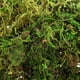 thumbnail image 4 of Musgo falso musgo Artificial musgo verde musgo falso musgo decoración musgo decorativo artesanías musgo para plantas, 4 of 5