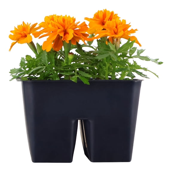 Expert Gardener 6" Orange Marigold Live Plants in 3" Grower Pot Full Sun 4 Pack