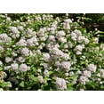 thumbnail image 5 of 20 White NEW JERSEY TEA Hummingbird Flower Ceanothus Americanus Shrub Seeds, 5 of 7