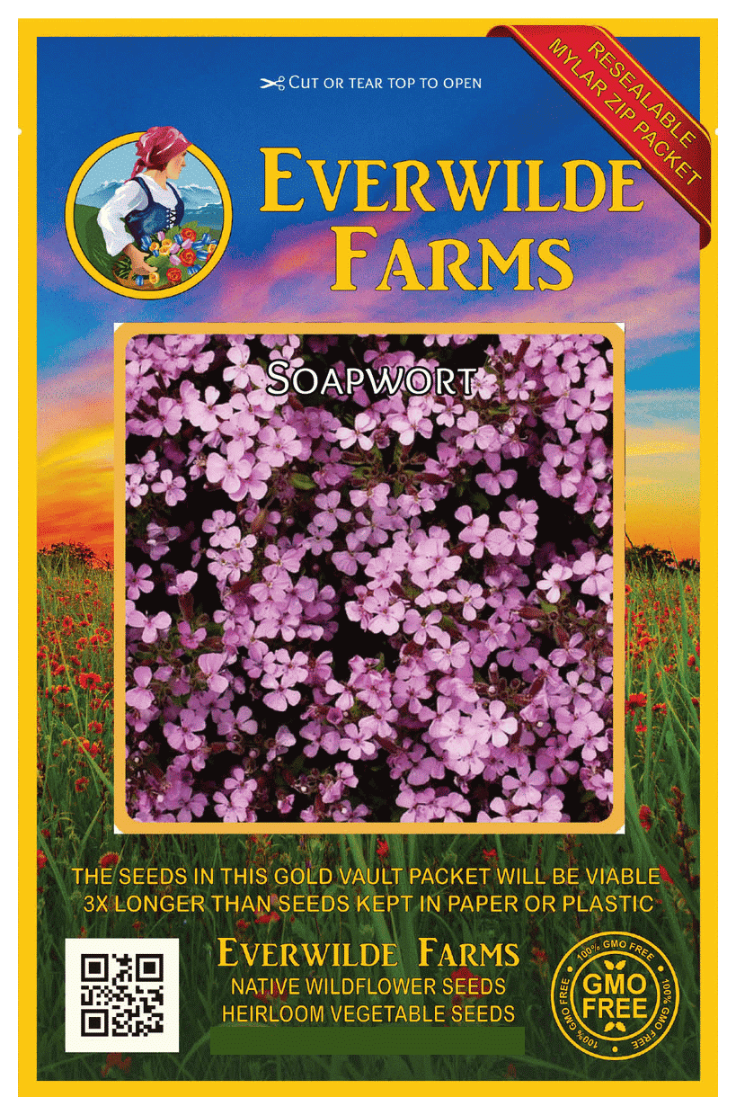 100 Soapwort Flower Seeds Home Garden Delicious Healthy Tender Perennial Plants 