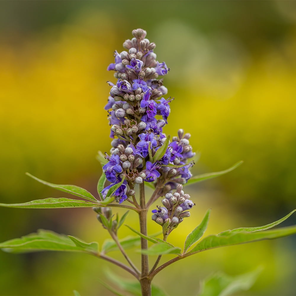 First Editions Vitex Violet Mist Live Shrub in 2-Gallon Grower Pot