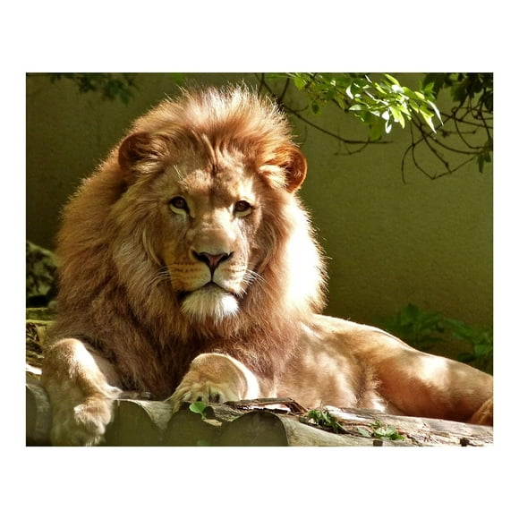 PHFZJYOU King of the Jungle Animal Beautiful Lion Jungle Themed is Kids Great Cat Safari Lovers Poster frameless Painting Canvas Wall Posters Art Picture Print Modern Home Decor 12x18inch