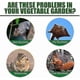 thumbnail image 2 of Squirrel Repellent 12 Pack, Chipmunk Repellent Outdoor, Natural Squirrel Repellent Mint Squirrel Deterrent For Bird Feeders/garden/attic,safe Around, 2 of 4