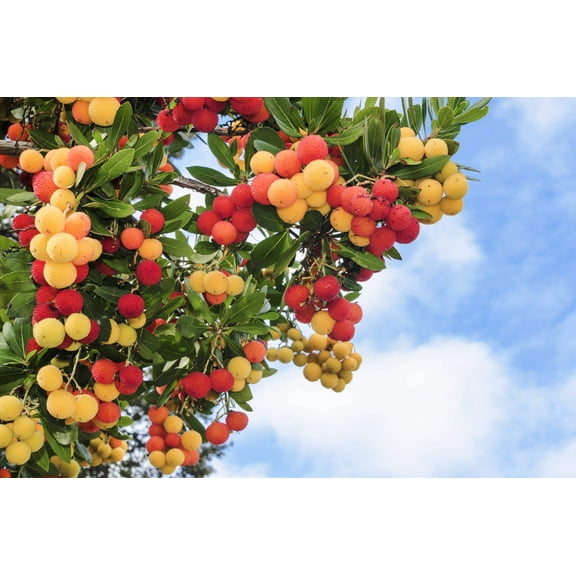25 Seeds STRAWBERRY TREE Edible Red Berry Tree Arbutus Unedo Seeds Irish Killarney