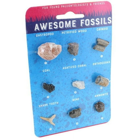 Copernicus Toys -Awesome Fossils