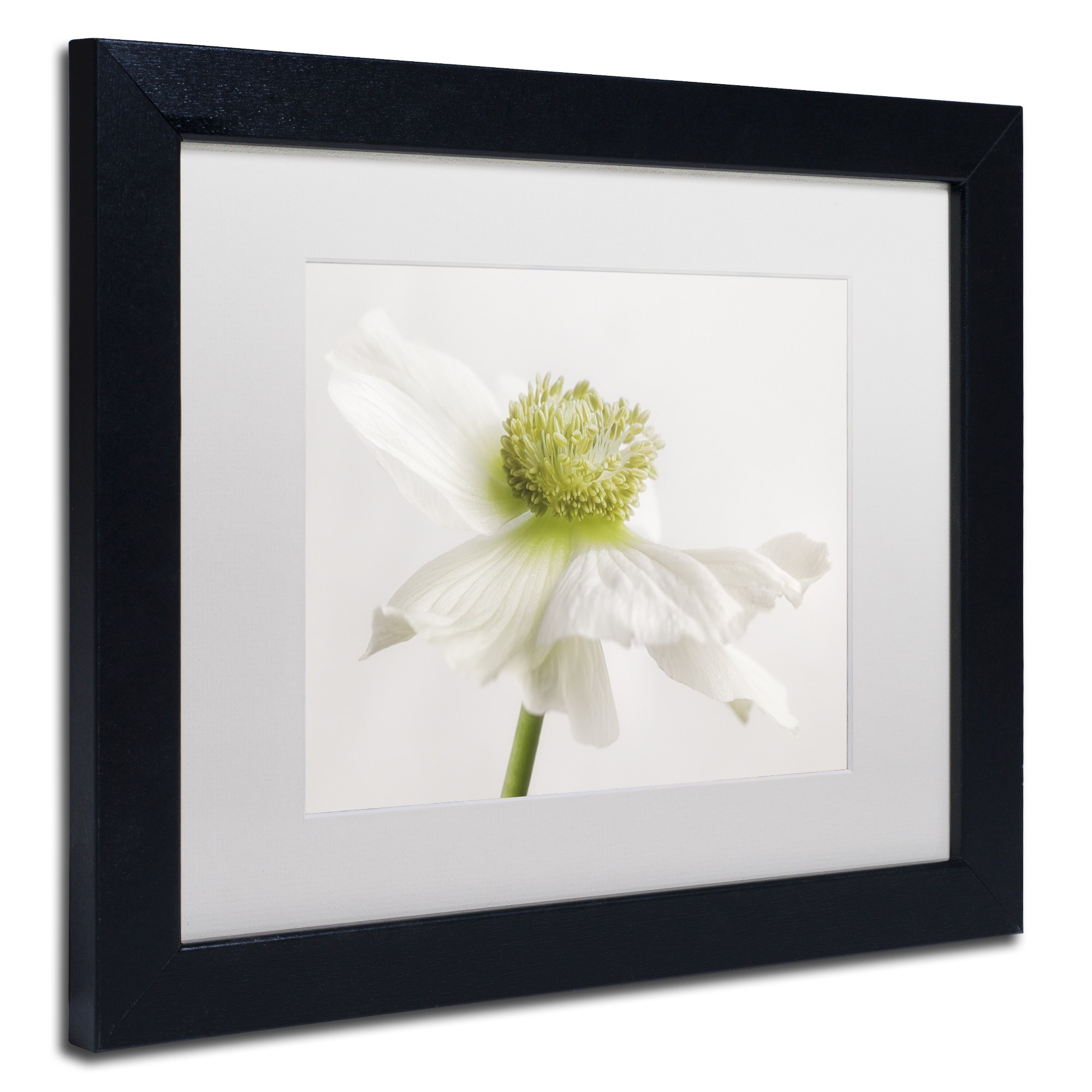 Trademark Fine Art 'White Anemone Flower' Canvas Art by Cora Niele, White Matte, Wood Frame