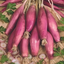 Red of Florence Onion 1g ~337 Seeds – Heirloom, Non-GMO, Open-Pollinated – Slender Red Bulbs – Mild, Sweet Flavor – High Germination – Ideal for Gardens & Farms – Great for Fresh Use & Cooking