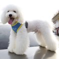 thumbnail image 3 of Perro Cachorro Correa De Pecho Ajustable Arnés De Cinturón Correa De Collar Para Caminar Para Mascotas XS Sunnimix none, 3 of 8