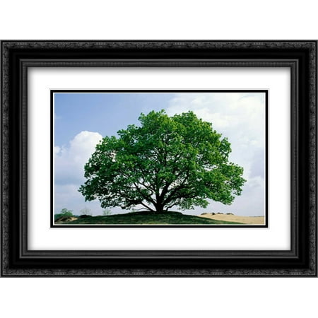 English Oak in autumn, Europe, Asia and north Africa introduced into North America 2x Matted 24x18 Black Ornate Framed Art Print by De Nooyer,