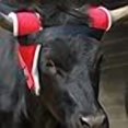 thumbnail image 4 of Nrs-Professional`S Choice Extreme Horn Wrap, 4 of 4