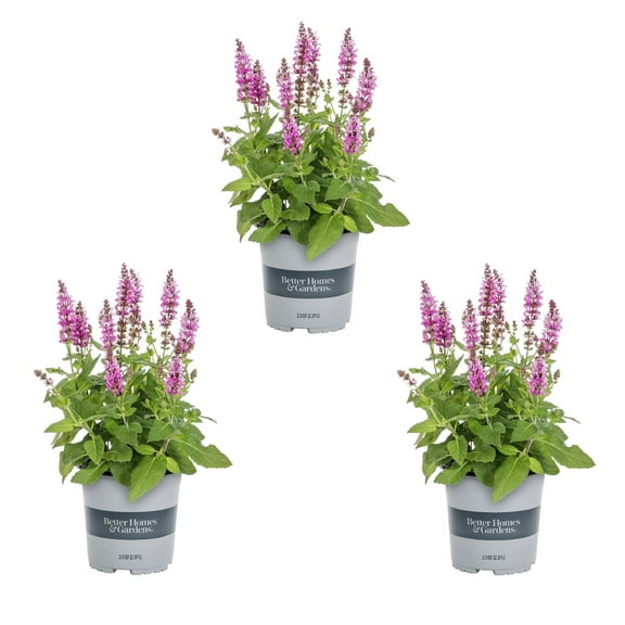Better Homes & Gardens 2.5QT Purple Salvia (3 Pack) with Grower Pots