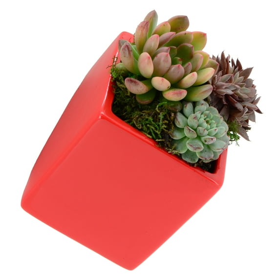 Arcadia Garden Products Cube Wall Planter, Small Glossy Red