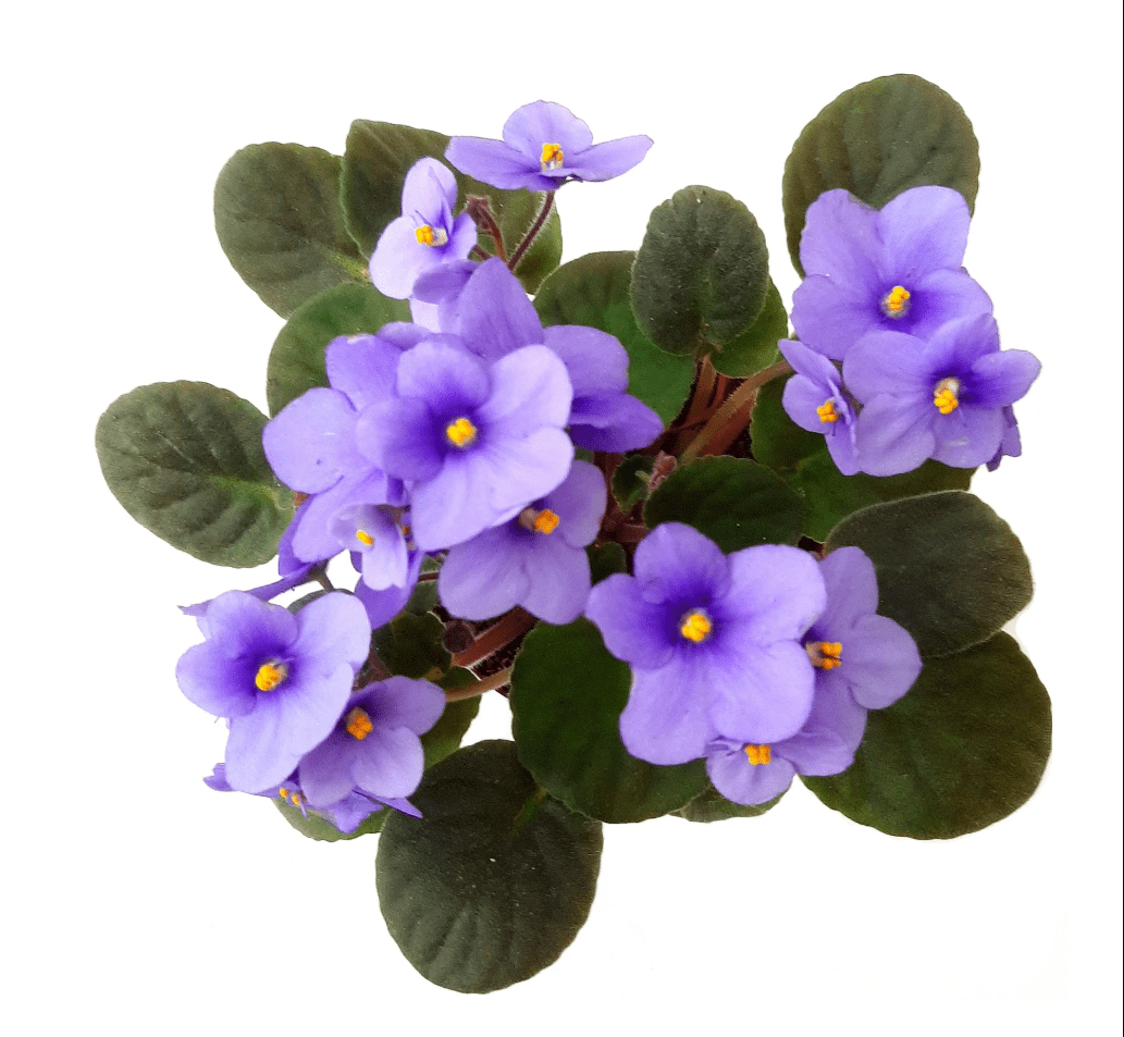 Light Blue Africa Violets Live Plant for Planting Indoor Outdoor, Light Blue Blooming Violet, Africa Violet Flowers, 4 Inch Pot