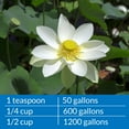 thumbnail image 5 of PondCare Microbial Algae Clean Freshwater Fish Organic Sludge, 64 oz, 5 of 5