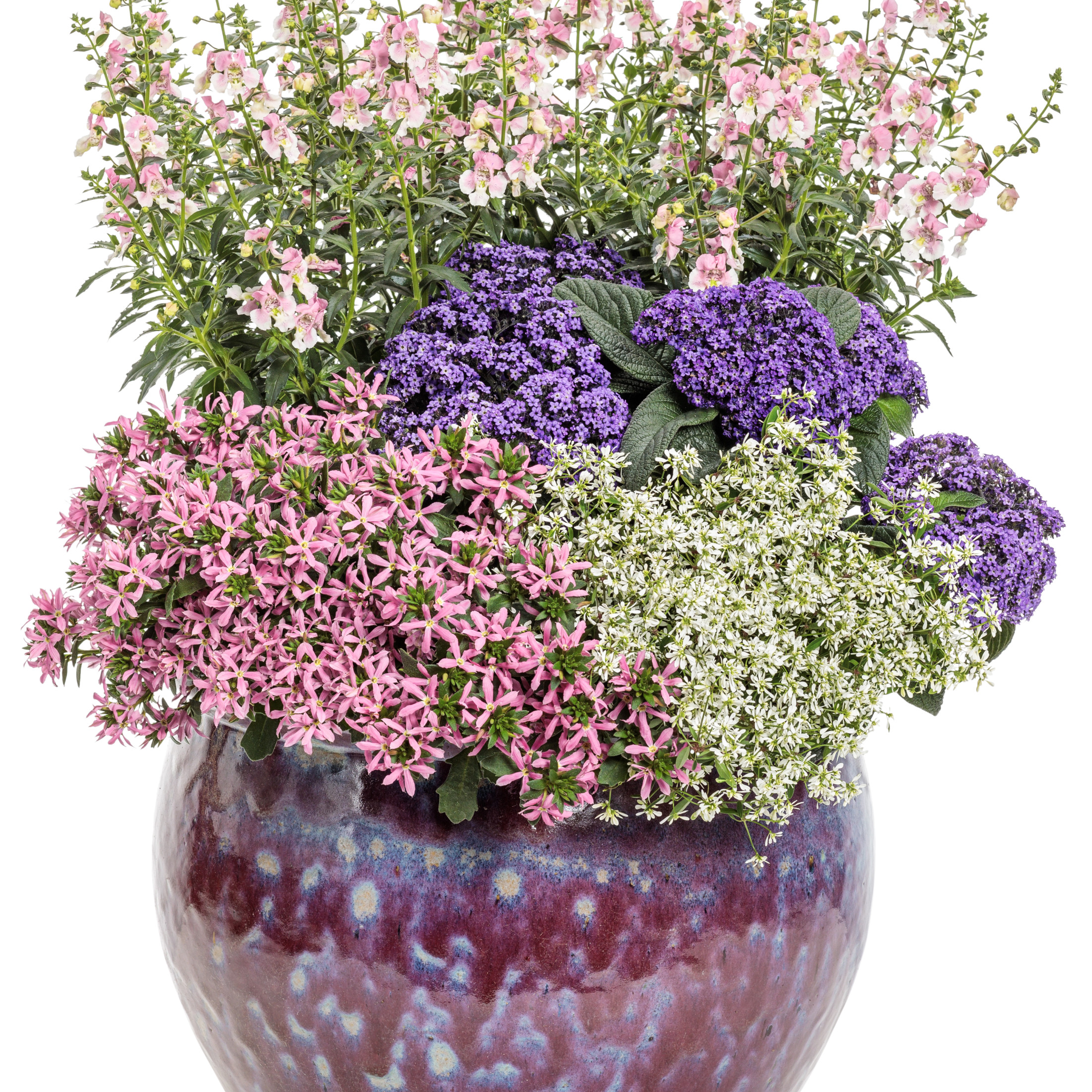 Proven Winners 4" Aromagica Purple Heliotrope Live Plant in 4.25" Pot (4 Count)